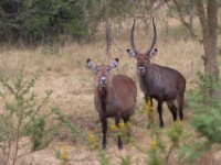 Waterbuck (Kobus ellipsiprymnus)