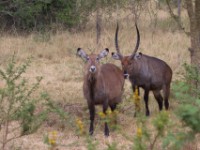 Waterbuck (Kobus ellipsiprymnus)