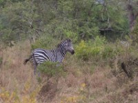 Burchell's Zebra (Equus quagga burchellii)