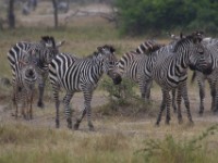 Burchell's Zebra (Equus quagga burchellii)