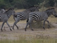 Burchell's Zebra (Equus quagga burchellii)