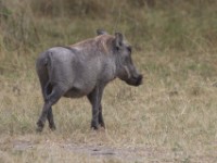 Common Warthog (Phacochoerus africanus)