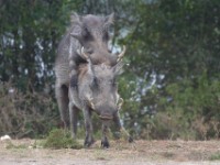 Common Warthog (Phacochoerus africanus)
