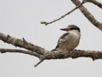 Striped Kingfisher (Halcyon chelicuti)