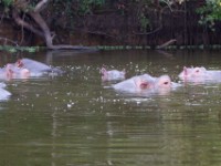 Hippopotamus (Hippopotamus amphibius)