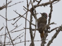 Nubian Woodpecker (Campethera nubica) female