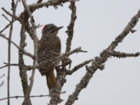 Nubian Woodpecker (Campethera nubica) female