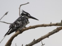 Pied Kingfisher (Ceryle rudis)
