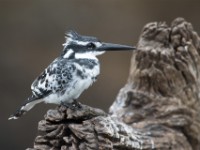 Pied Kingfisher (Ceryle rudis)