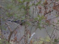 Green Wood Hoopoe (Phoeniculus purpureus)