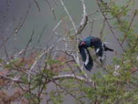 Green Wood Hoopoe (Phoeniculus purpureus)