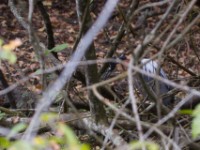 White-backed Night Heron (Gorsachius leuconotus)