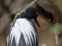 White-backed Night Heron (Gorsachius leuconotus)