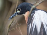 White-backed Night Heron (Gorsachius leuconotus)