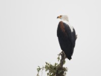 African Fish Eagle (Haliaeetus vocifer)