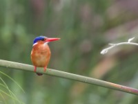 Malachite Kingfisher (Corythornis cristatus)