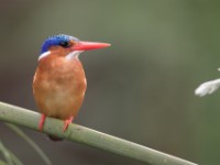Malachite Kingfisher (Corythornis cristatus)