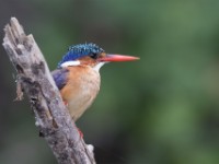 Malachite Kingfisher (Corythornis cristatus)