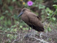 Hamerkop (Scopus umbretta)
