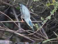 Striated Heron (Butorides striata)