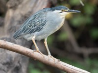 Striated Heron (Butorides striata)