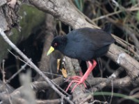 Black Crake (Amaurornis flavirostra)