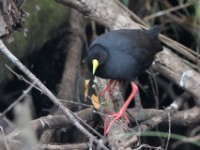 Black Crake (Amaurornis flavirostra)
