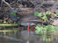African Finfoot (Podica senegalensis)