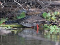 African Finfoot (Podica senegalensis)