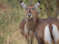 Waterbuck (Kobus ellipsiprymnus)