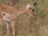 Impala (Aepyceros melampus)