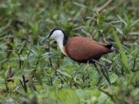 African Jacana (Actophilornis africanus)