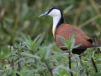 African Jacana (Actophilornis africanus)