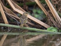 Weaver sp.