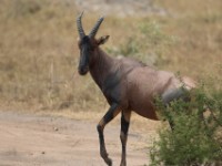 Topi (Damaliscus lunatus jimela)