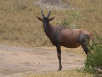 Topi (Damaliscus lunatus jimela)