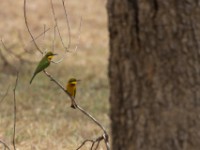 Little Bee-eater (Merops pusillus)