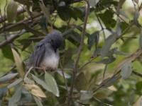 White-chinned Prinia (Schistolais leucopogon)