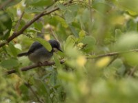 White-chinned Prinia (Schistolais leucopogon)