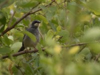White-chinned Prinia (Schistolais leucopogon)