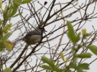 White-chinned Prinia (Schistolais leucopogon)
