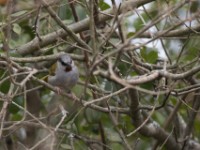 Grey-capped Warbler (Eminia lepida)