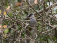 Grey-capped Warbler (Eminia lepida)