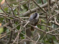 Grey-capped Warbler (Eminia lepida)