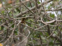 Grey-capped Warbler (Eminia lepida)