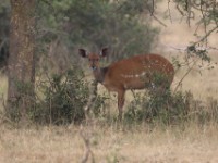 Bushbuck (Tragelaphus scriptus)