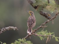 Yellow-throated Longclaw (Macronyx croceus)