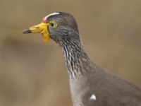 African Wattled Lapwing (Vanellus senegallus)