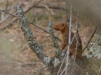 Dwarf Mongoose (Helogale parvula)