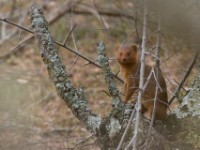 Dwarf Mongoose (Helogale parvula)